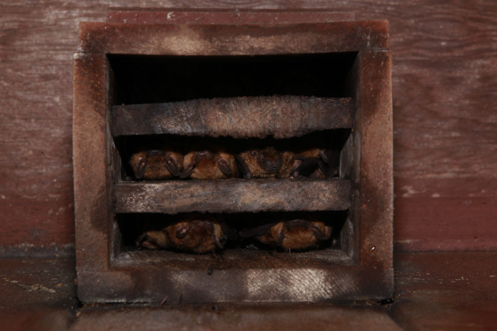 Bats to the rescue News, Sports, Jobs Lawrence JournalWorld news